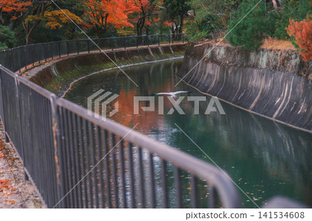 【琵琶湖運河】美麗的秋葉將整個地區裝飾成絢麗多彩的景象。這是京都一處鮮為人知的賞楓勝地。 【琵琶湖運河】美麗的秋葉將整個地區裝飾成絢麗多彩的景象。這是京都一處鮮為人知的賞楓勝地。 141534608