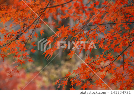 [Hase-dera Temple] Stunningly vibrant red autumn leaves! Scenery of a temple deep in the mountains of Nara. 141534721