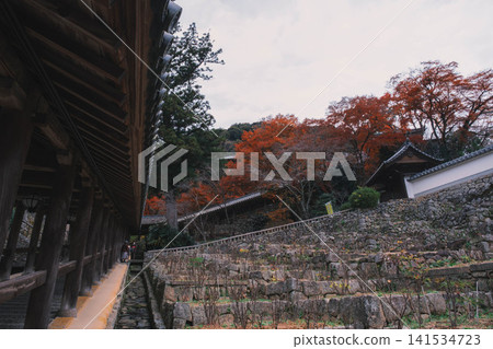 [Hase-dera Temple] Stunningly vibrant red autumn leaves! Scenery of a temple deep in the mountains of Nara. 141534723