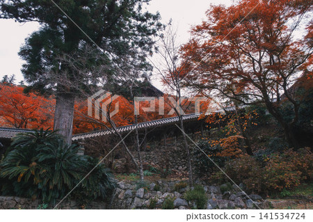 [Hase-dera Temple] Stunningly vibrant red autumn leaves! Scenery of a temple deep in the mountains of Nara. 141534724