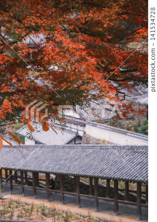 [Hase-dera Temple] Stunningly vibrant red autumn leaves! Scenery of a temple deep in the mountains of Nara. 141534728