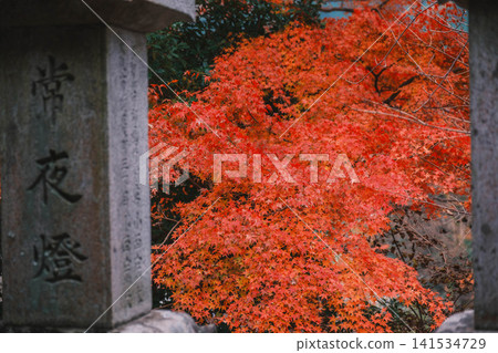 [Hase-dera Temple] Stunningly vibrant red autumn leaves! Scenery of a temple deep in the mountains of Nara. 141534729