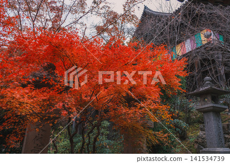 【長谷寺】絢麗的紅色秋葉!奈良深山中寺廟的景色。 【長谷寺】絢麗的紅色秋葉!奈良深山中寺廟的景色。 141534739