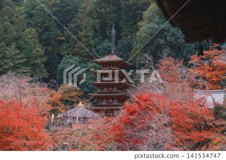 [Hase-dera Temple] Stunningly vibrant red autumn leaves! Scenery of a temple deep in the mountains of Nara. 141534747