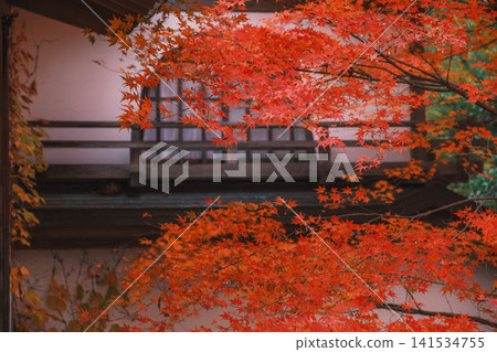 [Hase-dera Temple] Stunningly vibrant red autumn leaves! Scenery of a temple deep in the mountains of Nara. 141534755