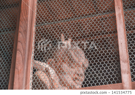 [Hase-dera Temple] Scenery of a temple deep in the mountains of Nara 141534775