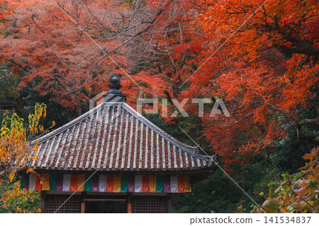 [Hase-dera Temple] Stunningly vibrant red autumn leaves! Scenery of a temple deep in the mountains of Nara. 141534837