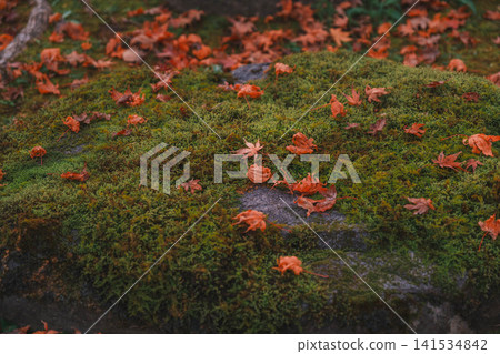 【長谷寺】絢麗的紅色秋葉!奈良深山中寺廟的景色。 【長谷寺】絢麗的紅色秋葉!奈良深山中寺廟的景色。 141534842