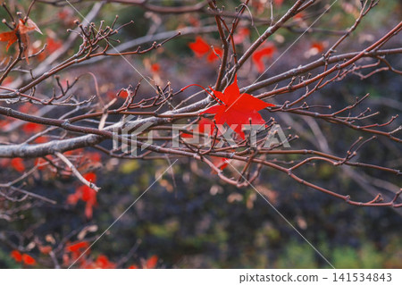 [Hase-dera Temple] Stunningly vibrant red autumn leaves! Scenery of a temple deep in the mountains of Nara. 141534843
