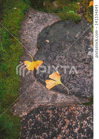 [Hase-dera Temple] Stunningly vibrant red autumn leaves! Scenery of a temple deep in the mountains of Nara. 141534845