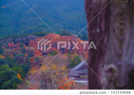 [Hase-dera Temple] Stunningly vibrant red autumn leaves! Scenery of a temple deep in the mountains of Nara. 141534846