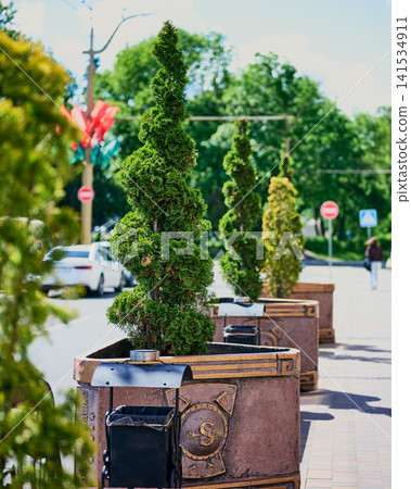 Green spiral trees sit in brown planters along a busy sidewalk during a bright sunny day while cars pass by on the street and people walk in the distant urban landscape Green spiral trees sit in brown planters along a busy sidewalk during a bright sunny day while cars pass by on the street and people walk in the distant urban landscape 141534911