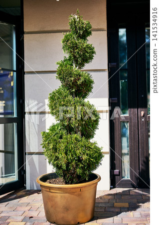 Green decorative plant pruned into a tall spiral pattern kept in a bronze container on a paved ground surface near a building entrance in daylight 141534916