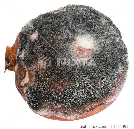 Whole spoiled peach covered with thick dark mold and white rot Whole spoiled peach covered with thick dark mold and white rot 141534931