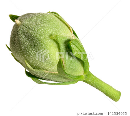 Closed green hibiscus bud with fluffy texture and stem on isolated background. Closed green hibiscus bud with fluffy texture and stem on isolated background. 141534955
