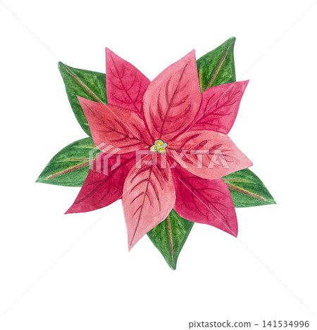 Red poinsettia flower, green leaves with detailed watercolor texture. Isolated hand drawn watercolor illustration of Christmas traditional winter plant element for festive holiday design Red poinsettia flower, green leaves with detailed watercolor texture. Isolated hand drawn watercolor illustration of Christmas traditional winter plant element for festive holiday design 141534996