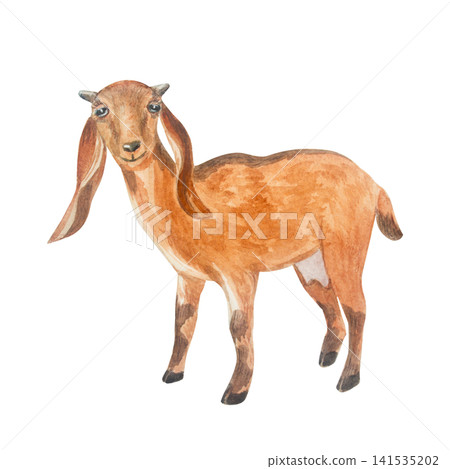 Watercolor rustic brown nubian goat standing. Isolated hand drawn domestic milch farm animal illustration element for cottagecore country design. Realistic detailed rural livestock drawing Watercolor rustic brown nubian goat standing. Isolated hand drawn domestic milch farm animal illustration element for cottagecore country design. Realistic detailed rural livestock drawing 141535202