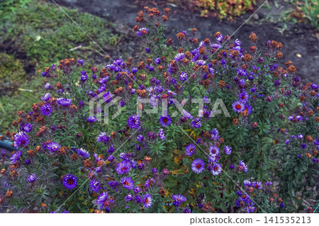 Dense New England Aster Plant with Purple Autumn Flowers Dense New England Aster Plant with Purple Autumn Flowers 141535213