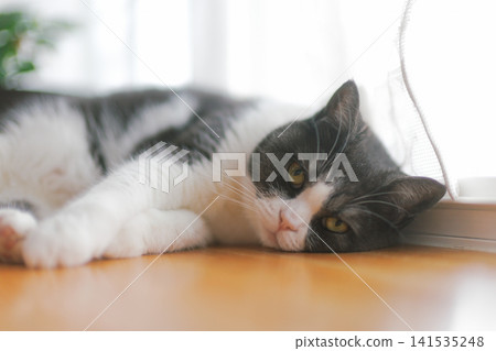 Window-side cat Window-side cat 141535248
