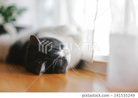 Window-side cat Window-side cat 141535249