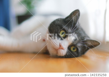 Window-side cat Window-side cat 141535250