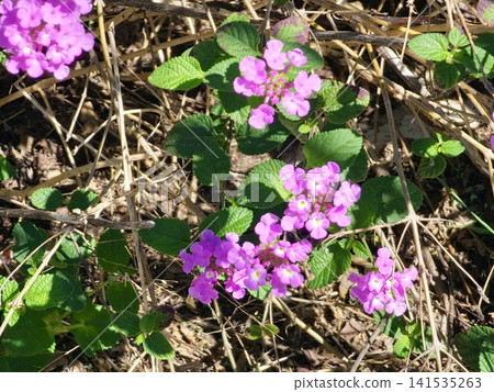Purple Trailing Lantana Spreading Across Botanical Garden Bed Purple Trailing Lantana Spreading Across Botanical Garden Bed 141535263