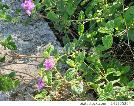 Trailing Lantana Groundcover Growing Among Rocks and Garden Foliage 141535264