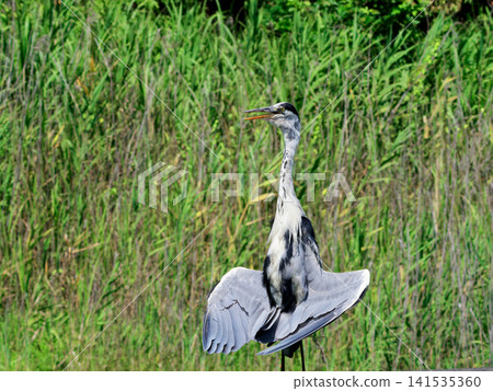 A grey heron spreads its wings in search of coolness. A grey heron spreads its wings in search of coolness. 141535360