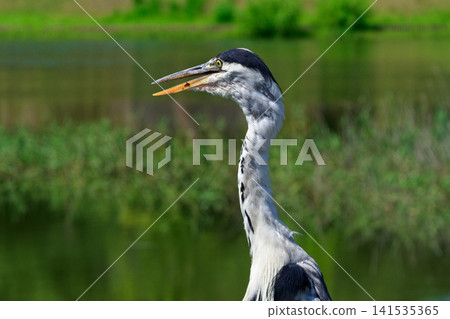 A grey heron spreads its wings in search of coolness. A grey heron spreads its wings in search of coolness. 141535365