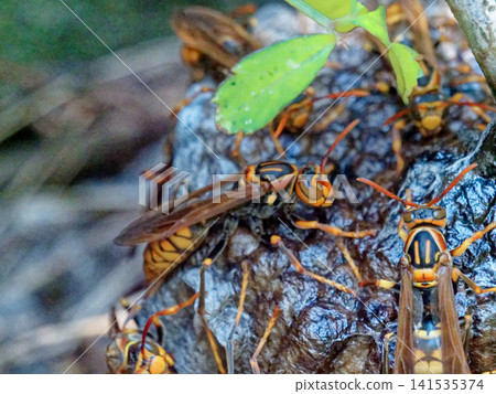 Nesting of the Japanese paper wasp (Polistes chinensis), a member of the Vespidae family. Nesting of the Japanese paper wasp (Polistes chinensis), a member of the Vespidae family. 141535374
