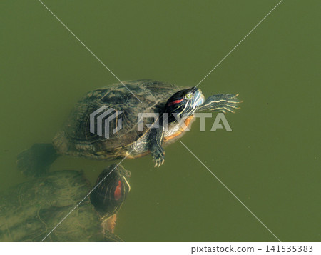 Coepodidae Mississippi red-eared slider sticking its head out of the water Coepodidae Mississippi red-eared slider sticking its head out of the water 141535383
