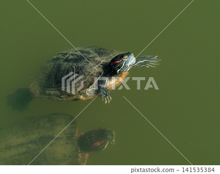 Coepodidae 密西西比紅耳滑塊將頭伸出水面 Coepodidae 密西西比紅耳滑塊將頭伸出水面 141535384