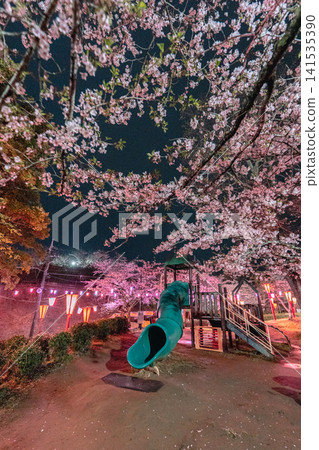 Cherry blossom illumination and slide at Omigawa Castle Mountain Park Cherry blossom illumination and slide at Omigawa Castle Mountain Park 141535390