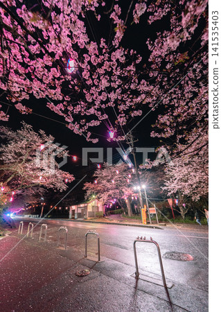 The illuminated cherry blossoms at Omigawa Castle Park and the rain-soaked roads. The illuminated cherry blossoms at Omigawa Castle Park and the rain-soaked roads. 141535403