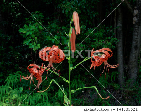 百合科虎百合開花 百合科虎百合開花 141535521