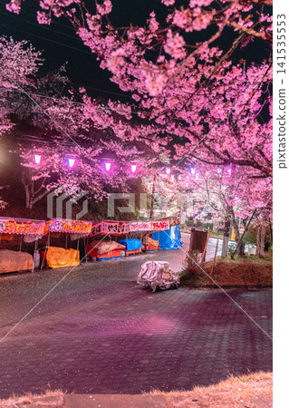 Nighttime cherry blossom illumination and food stalls at Omigawa Castle Park Nighttime cherry blossom illumination and food stalls at Omigawa Castle Park 141535553