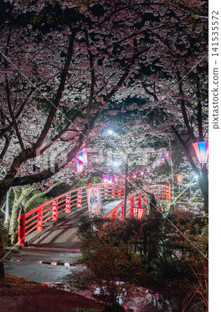 The illuminated cherry blossoms at night in Omigawa Castle Park and the red bridge The illuminated cherry blossoms at night in Omigawa Castle Park and the red bridge 141535572