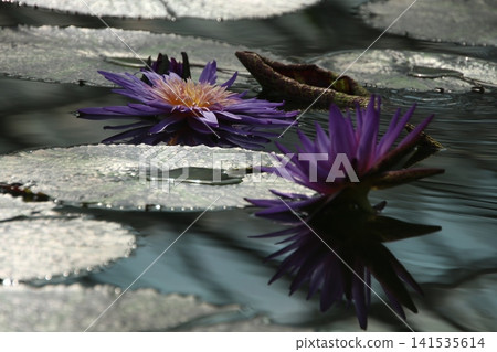 Water lilies (aquatic plants) 114 Water lilies (aquatic plants) 114 141535614