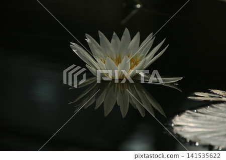 睡蓮(水生植物)122 睡蓮(水生植物)122 141535622