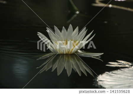 睡蓮(水生植物)128 睡蓮(水生植物)128 141535628