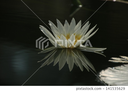 睡蓮（水生植物）129 141535629