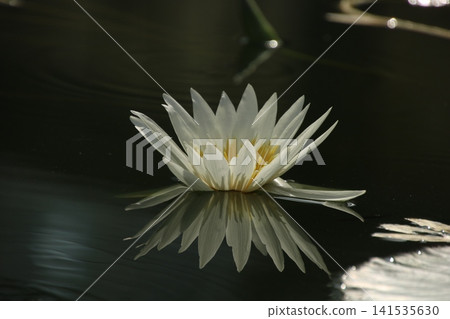 睡蓮(水生植物)130 睡蓮(水生植物)130 141535630