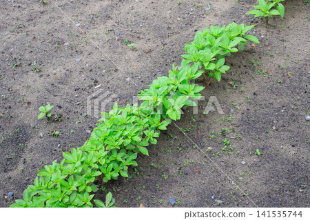 Seedlings in the ground. Young green shoots growing in rows in organic soil in the open ground. Natural plant growth Seedlings in the ground. Young green shoots growing in rows in organic soil in the open ground. Natural plant growth 141535744
