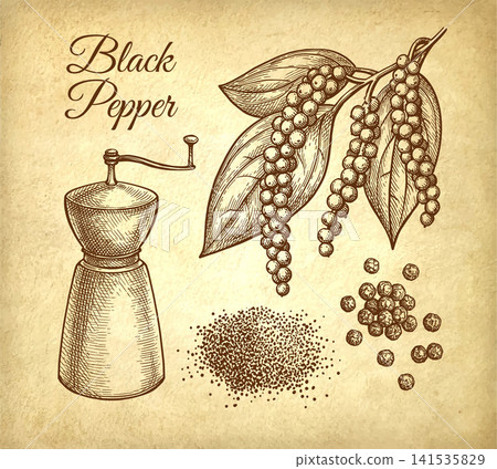 Black pepper set. Vintage engraving illustration. Black pepper set. Vintage engraving illustration. 141535829