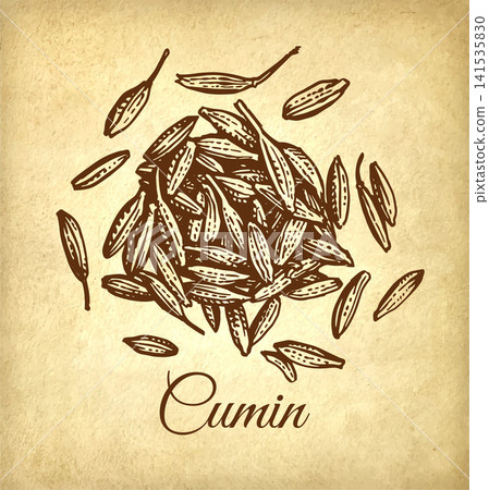 Cumin seeds. Spices ink sketch on old paper 141535830