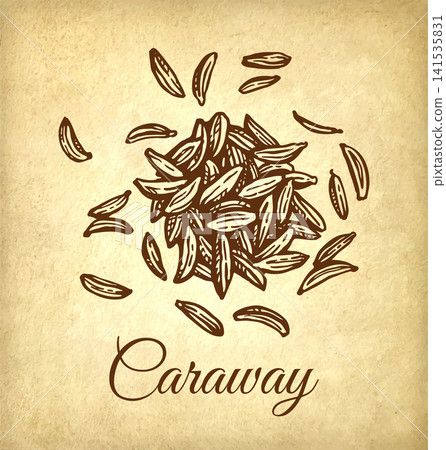 Caraway seeds. Spices ink sketch on old paper 141535831
