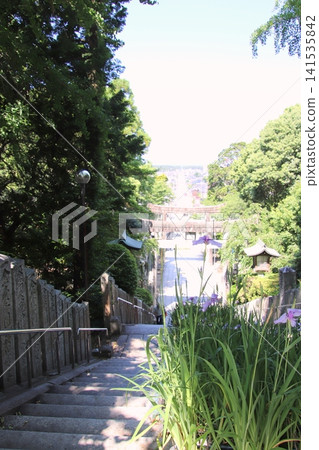 福津市宮地岳神社的參道 福津市宮地岳神社的參道 141535842