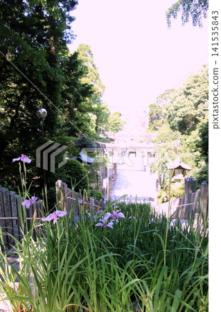 福津市宮地岳神社的參道 福津市宮地岳神社的參道 141535843