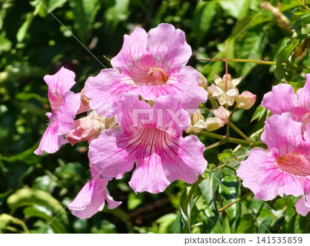 Two Pink Podranea ricasoliana Trumpet Flowers in Botanical Garden Two Pink Podranea ricasoliana Trumpet Flowers in Botanical Garden 141535859