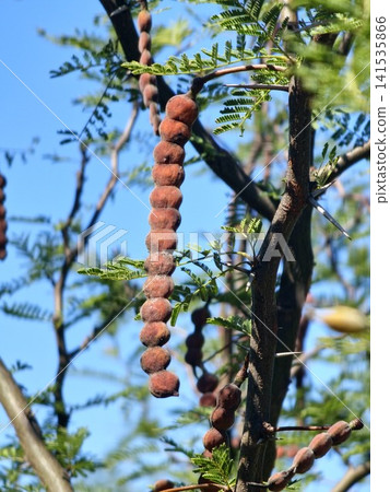 Long Mature Seed Pod of Vachellia aroma Against Blue Sky Long Mature Seed Pod of Vachellia aroma Against Blue Sky 141535866